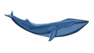 Whale